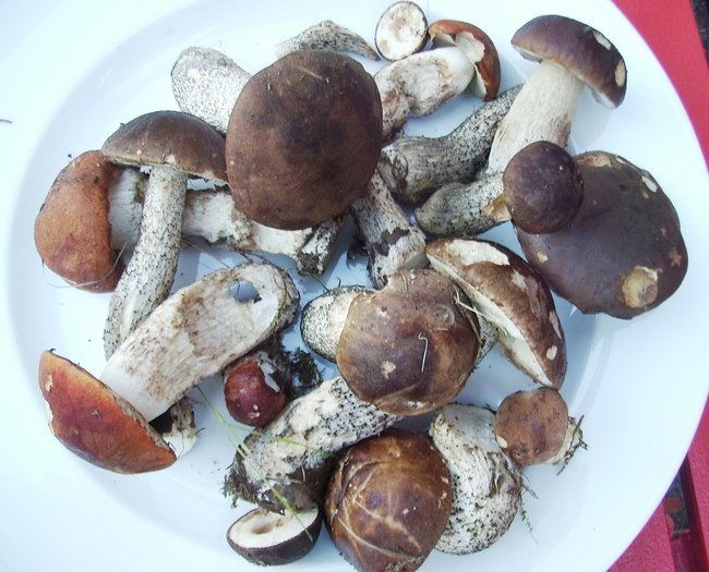 Birkenpilz - Rotkappe - Steinpilz - Marone