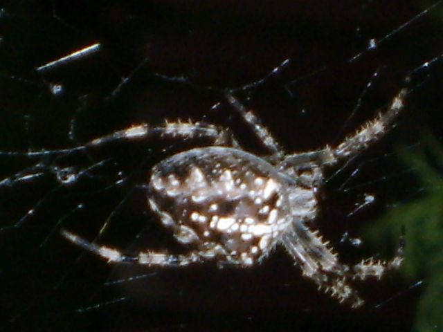 Kreuzspinne, ca.Körper 1,5cm.jpg