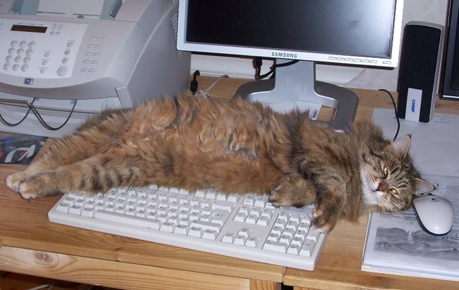 Francis_am_Computer