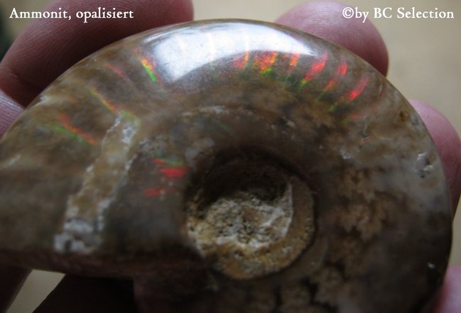 ammonit opalisiert016.jpg