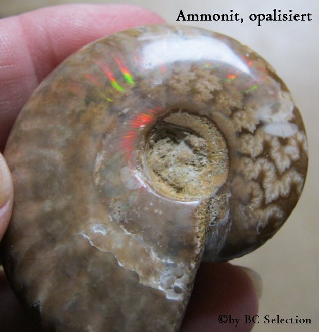 ammonit opalisiert017.jpg