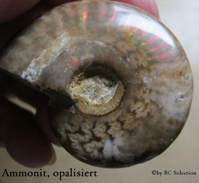 ammonit opalisiert018.jpg