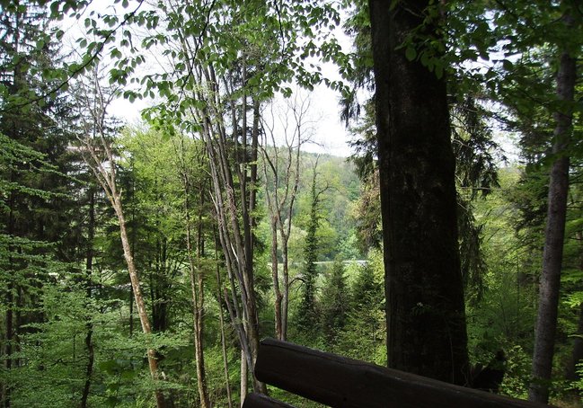 Durch den Wald ....