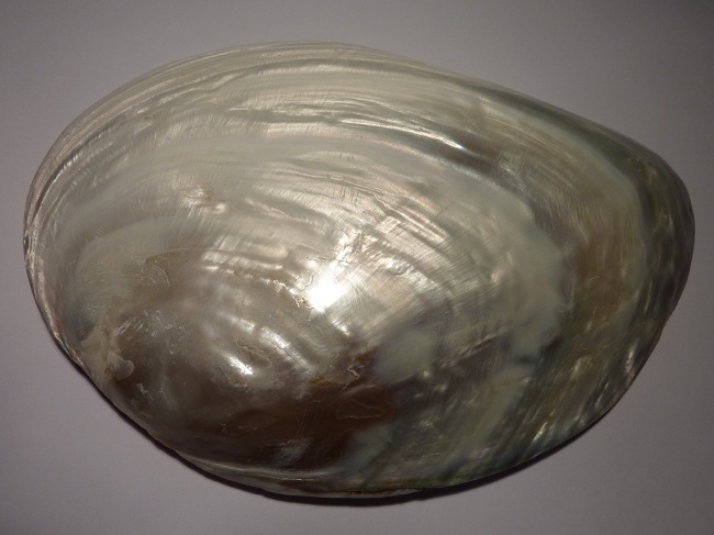 Muschel