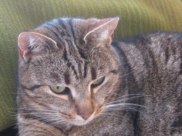 Püppi (seine etwas zickige und launische Schwester, beide seit 2008 &quot;adoptiert&quot;)