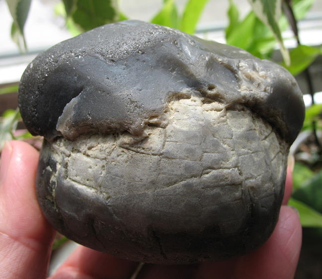 Seeigel-m-Fl.JPG