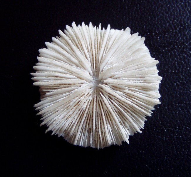 Versteinerte Koralle.jpg