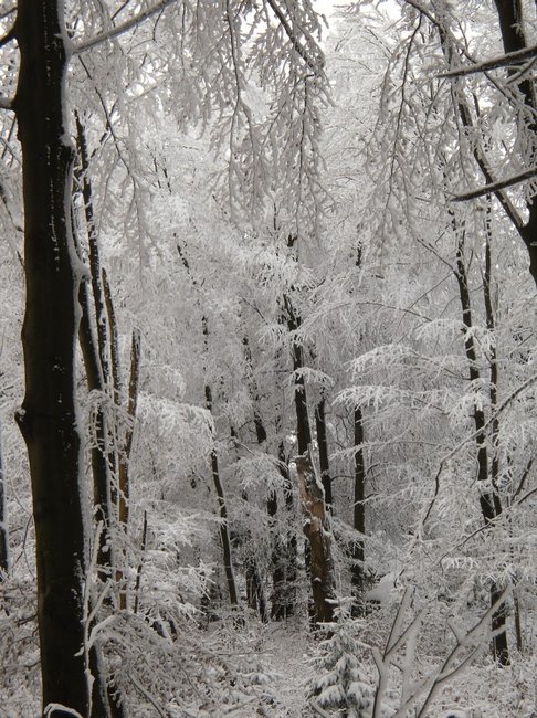waldstein winterwald.jpg
