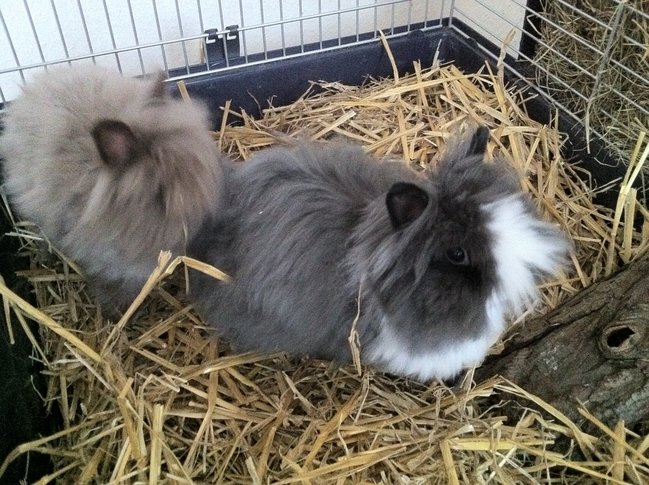 cookie und peanut