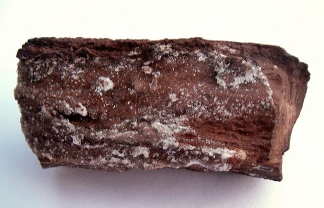 verkieseltes holz.jpg