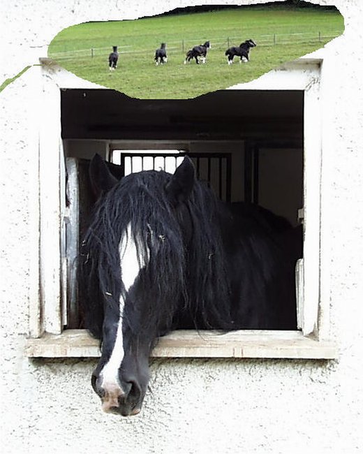 Shirehorseträume Gute Nacht.jpg