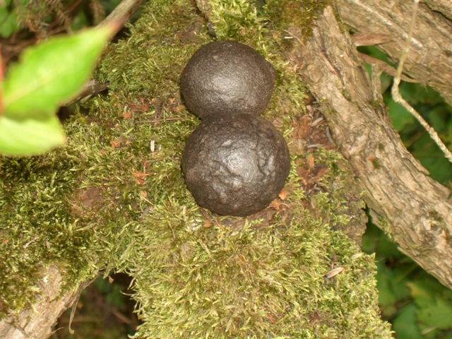 Bilder Natur 026.jpg