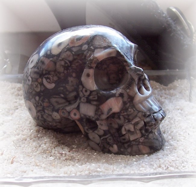 Skull_Crinoide04.JPG