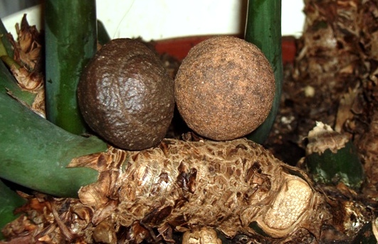 Moqui Marbles Klein 002.jpg