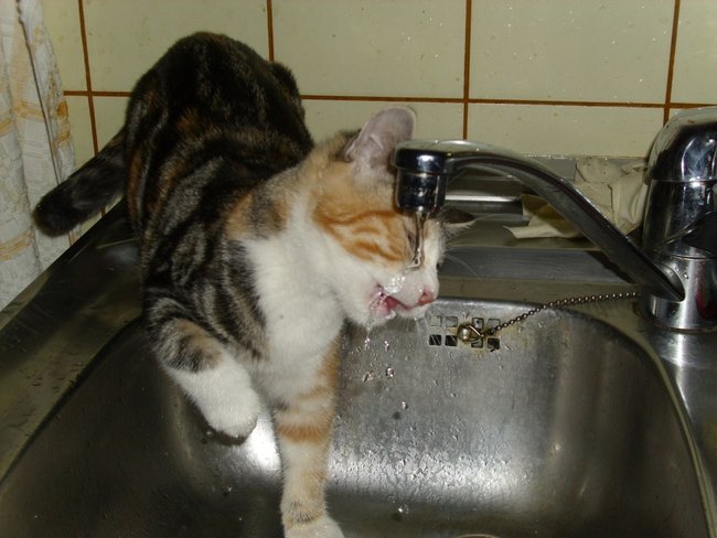 Kitty