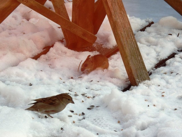 Maus und Spatz.JPG