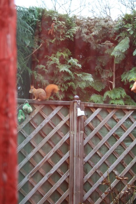 Eichhörnchen.jpg