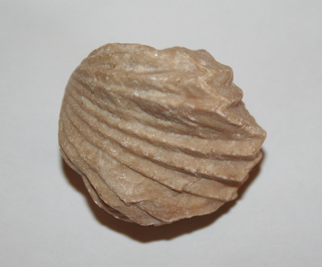Fossil unbekannt