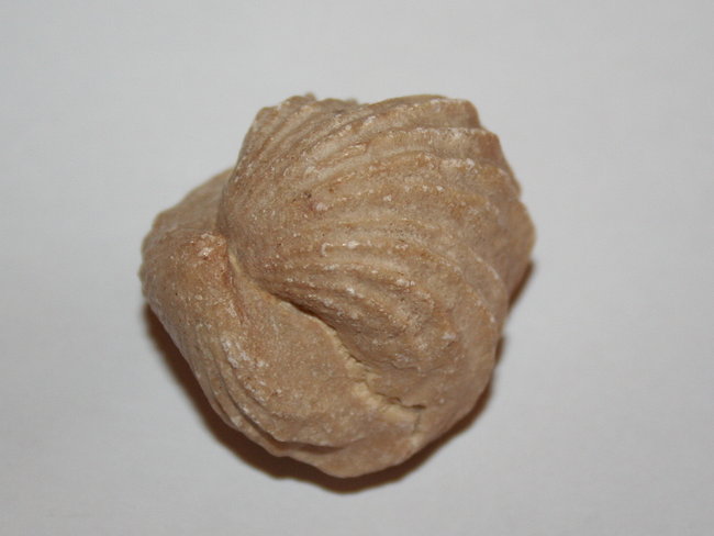 Fossil unbekannt