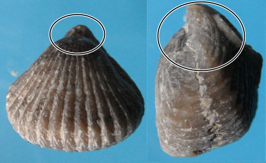 Brachiopoden