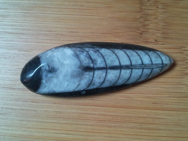 Orthoceras_bauch.jpg