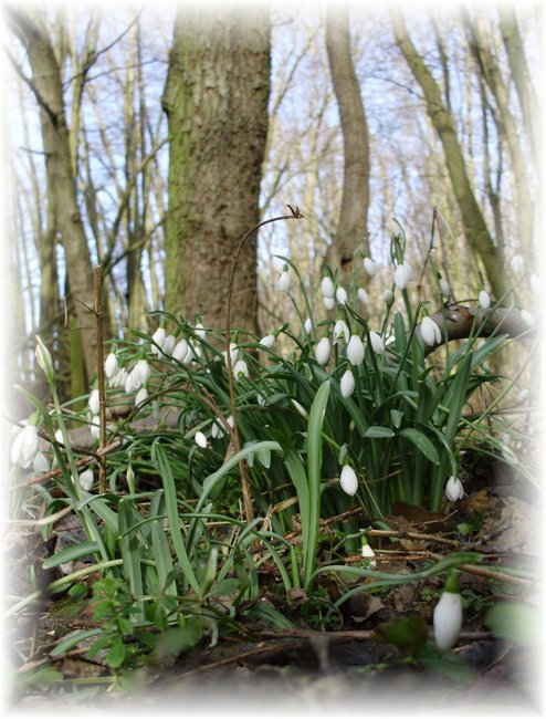 SchneegloeckchenwieseImWald.19022012a.JPG