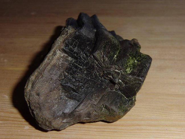 versteinertes Holz (1).jpg