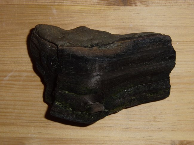 versteinertes Holz (3).jpg