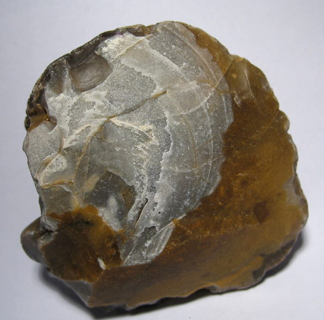 Muschelabdruck in Flint
