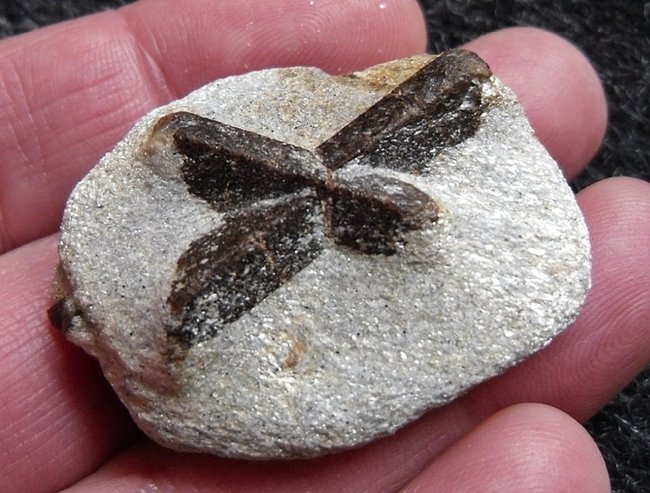 Staurolith in Muttergestein _Kola,Russland.jpg