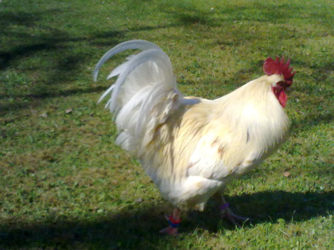 Nugget mein Hahn :D