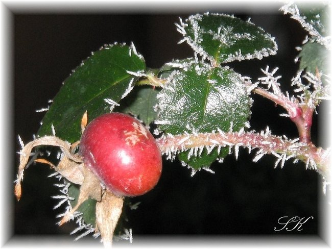 WinterDuftrose1Sylvie.JPG