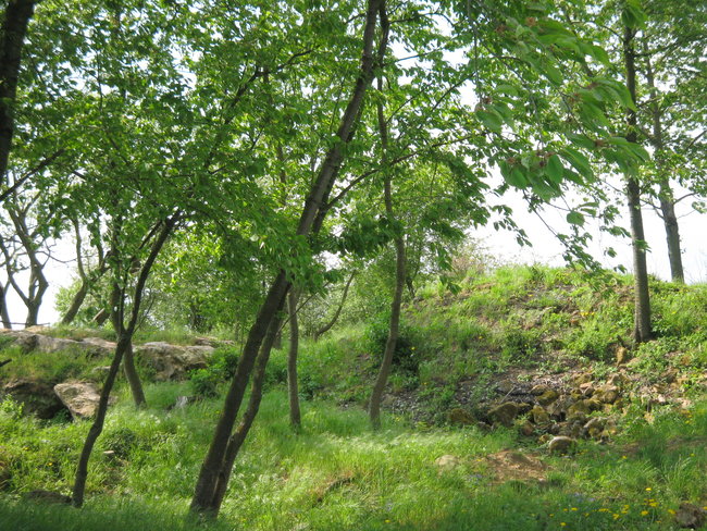 IMG_2038.JPG