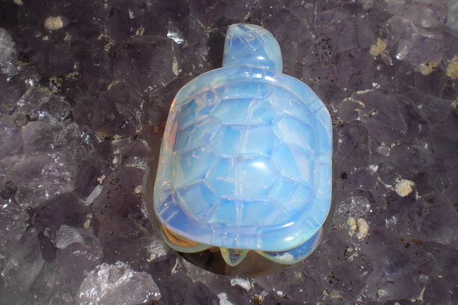 Opalithschildkröte 1.JPG