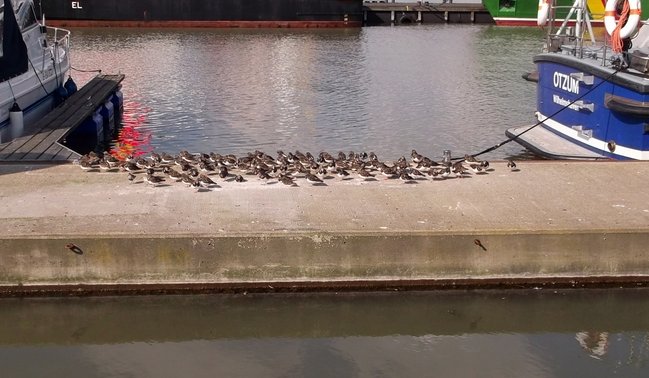 Haubenbrüter.JPG