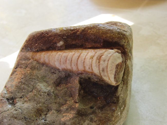 Orthoceras im Kalkstein