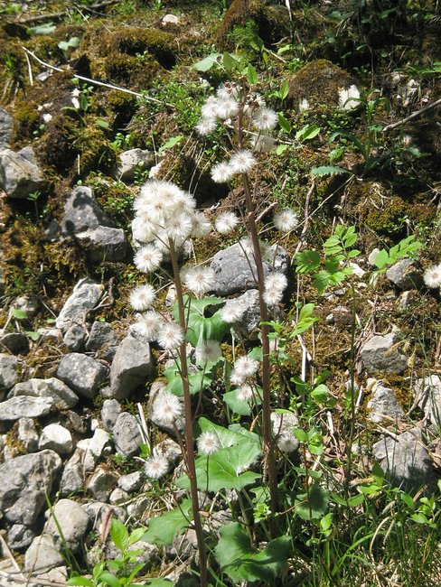 IMG_6175.Pestwurz.JPG