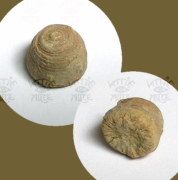 Heliophyllum