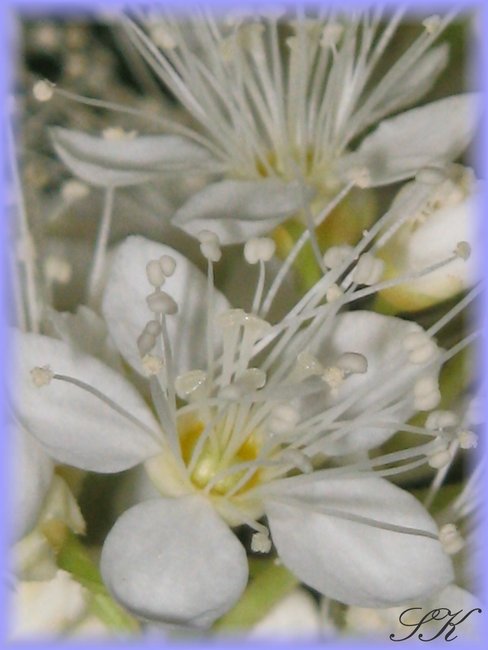 Eberesche_wild1a.JPG.jpg