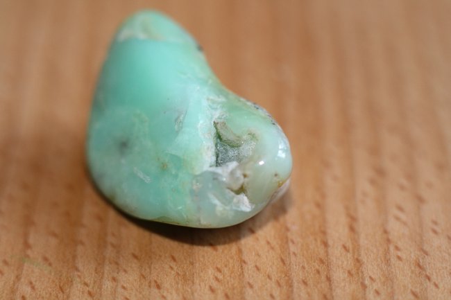 Chrysporas_2.jpg