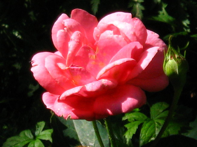 Duftrose1b_250707.JPG