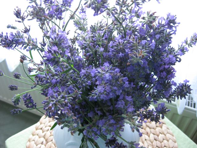 Lavendel1.jpg