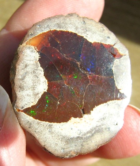 geoden mit schiller-03.jpg