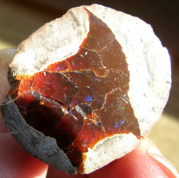 geoden mit schiller-04.jpg
