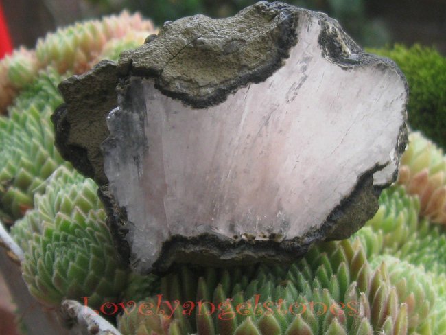stilbiet.JPG