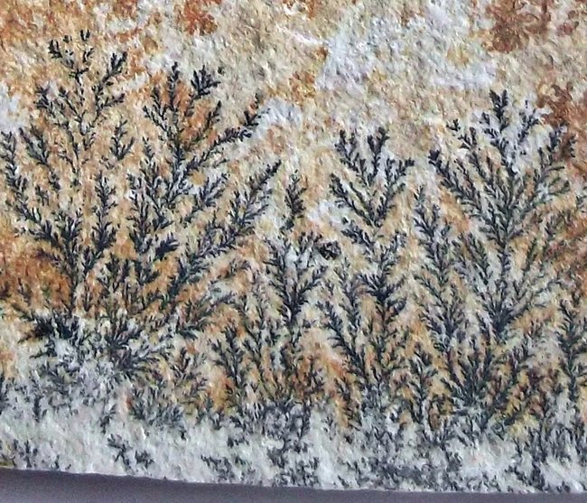 Makro Dentriten f hsf.JPG
