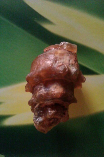 versteinerte Schnecke