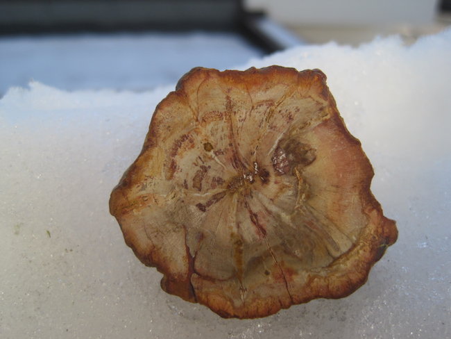 versteinertes Holz