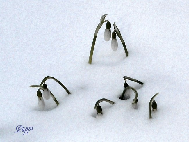 03 Schneekgöckchen 02 DSCN0082_1_1.jpg