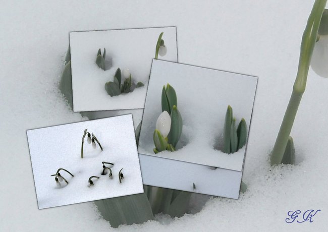 Collage  01.jpg